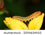 Yellow Caterpillar On A...