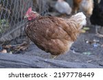 Adult fat, brown chicken in paddock. Domestic fluffy hen walking in coop