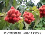 Urucum Or Achiote Tree With Red ...