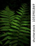 Fern Plant And Black Background