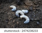 Cockchafer larva. Its other names Melolontha melolontha, white grub, Cockchafer beetle, may bug worm and may beetle. It is  an insect of the order Coleoptera. 
