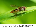 closeup view of a hoverfly - family Syrphidae