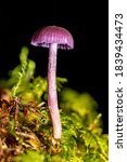 Small photo of close-up view of amethyst deceiver - Laccaria amethystina, syn. Laccaria laccata var. amethystina, misapplied name: Laccaria amethystea