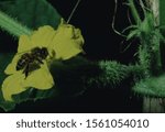 Honey Bee On Cucumber Bloom
