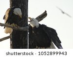 Small photo of A bald eagle on the Homer Spit appears to mouth off at a peer.