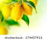 Lemon. Ripe Lemons Hanging On A ...