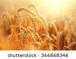 Wheat Field. Ears Of Golden...
