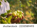 Small photo of Asian farmers harvesting jujube fruit in an agricultural Jujube farm. Chinese date, monkey Ziziphus,mauritiana apple,prune