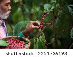 Farmers harvesting Coffee beans of Arabica tree on Coffee tree, Coffee bean single origin worlds class specialty.Agriculturist harvesting Robusta and Arabica coffee berries by hands