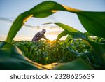 Blurred image. Farmers use tablets to analyze data and experiment with growing corn. AI data innovation improves cultivation efficiency for quality. Analysis of farmer corn farming agriculture concept