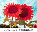 romantic couple of big red sunflowers. unreal colors. agriculture field in Slovakia. summer nature wallpaper. blue sky with clouds.