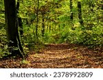 forest path in deciduous forest. textured brown tree trunks with green moss, leaf and foliage covered dirt path. subtle light shining through the trees. nature and outdoor concept. outdoor and leisure