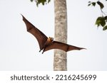 Small photo of Fruit bats (Lyle's flying fox) fly in the rainforest.