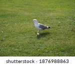 Seagull Walks On Green Grass