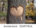 Tree With A Carved Heart