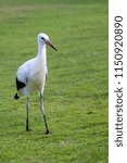 Small photo of White stork in the wild