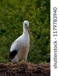 Small photo of White stork in the nest