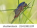 Small photo of Cicada (Cicadidae). Males chirp, or sing, mostly during the hottest time of the day. The singing of male cicadas serves to attract females.
