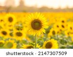 Beautiful landscape with yellow sunflowers. Sunflower field, agriculture, Wallpaper with sunflower.Thailand.