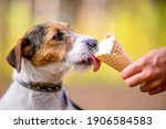Little Dog Eating Ice Cream In...
