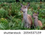 Small photo of Female red deer and its baby fawn staying alert in Bushy Park, Teddington, UK