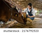 Attractive Asian dairy farmer woman working alone outdoors in farm. Young beautiful woman agricultural farmer feeding herd of cows with hay grass in cowshed with happiness at livestock farm industry.