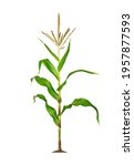 Corn Plant Isolated On A White...