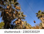 A cable car over palm trees and reeds in the arboretum of Sochi in winter