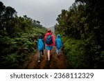 Small photo of View of a family walking through the densely vegetated plains of Fanal forest on Madeira, Portugal, as the mist mystically creeps in from all sides