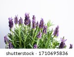Lavender Flower Buds  Violet...
