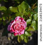 Small photo of White and Pink Abracadabra Rose in the Garden