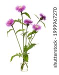 Small photo of Centaurea (centaury, centory) in a glass vessel with water