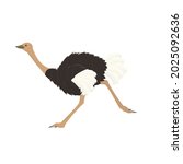 Ostrich. Ostrich Bird  Vector...