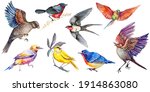 Set Of Watercolor Birds. Hand...