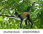Cute And Curious Spider Monkey...