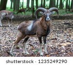 European Mouflon  Ovis...