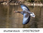 The greylag goose, Anser anser is a species of large goose in the waterfowl family Anatidae and the type species of the genus Anser. Here flying in the air.