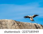 White Storks  Ciconia Ciconia ...