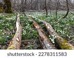 Snowflake Forest. Lovely white and wild Snowflake Leucojum vernum Flowers in early march in a german forest at Genderkingen, Bavaria, Germany