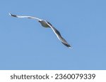 Small photo of The European Herring Gull, Larus argentatus is a large gull, One of the best known of all gulls along the shores of western Europe. Here flying in the air.