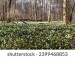 Snowflake Forest. Lovely white and wild Snowflake Leucojum vernum Flowers in early march in a german forest at Genderkingen, Bavaria, Germany