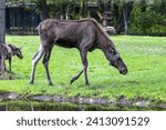 Small photo of Family of moose or elk, Alces alces is the largest extant species in the deer family. Moose are distinguished by the broad, flat, or palmate antlers of the males.