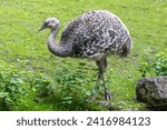 Small photo of Darwin's rhea, Rhea pennata also known as the lesser rhea. It is a large flightless bird, but the smaller of the two extant species of rheas.