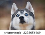 Small photo of Siberian Husky dog with huge eyes, funny surprised Husky dog with confused big eyes, cute excited doggy emotions. Crazy shocked look of gray white siberian husky dog, thoughtful and pitiful