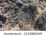 Dried Lichens Growing In Arid...