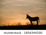 Donkey Silhouette Against...