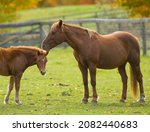 Small photo of mother and baby horse chestnut mare with foal in outdoor paddock mare nuzzling young foal mother horse brown with flax mane and tail baby horse with small white snip marking on face fall background