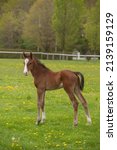 Small photo of conformation shot of full body sport horse foal baby horse colt or filly standing in fenced paddock of green grass in spring cute young or baby animal photo vertical format room for type or masthead