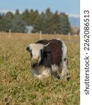 Small photo of young yak standing in field vertical photo of brown and white long haired yak looking at camera blue sky in background on yak farm in Wyoming U.S.A. cute small baby animal room for type or masthead