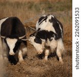 two young yaks playing with each other in field long horned baby yaks using their horns to interact with each other on domestic yak farm in Wyoming raised for grass fed beef vertical format type space